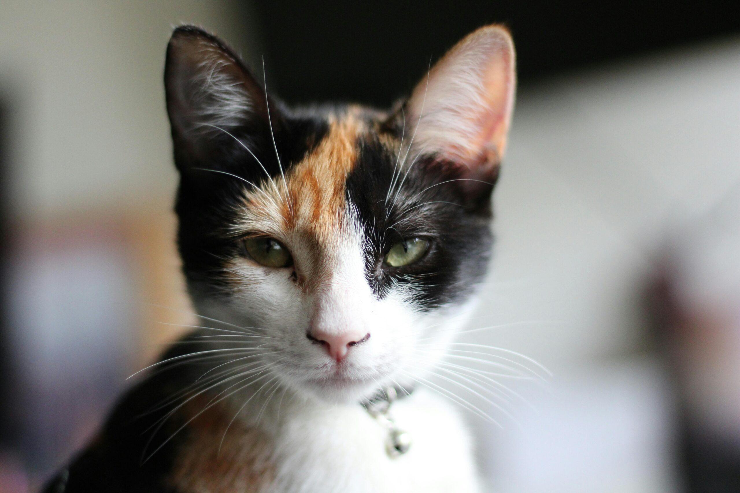 How Long Do Calico Cats Live? | Every Thing You Need To Know